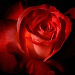 Meet your Posher, Johanna